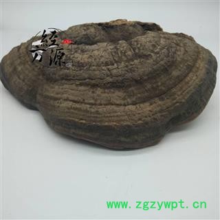 平盖灵芝 树舌灵芝 树舌扁灵芝 老母菌 梨菌 扁芝图3