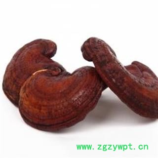 【录建药业】新货灵芝个1000克 产地直销 重在品质 过筛无杂质 味道浓郁 药劲十足  规格齐全 批发零售抓方打粉图3