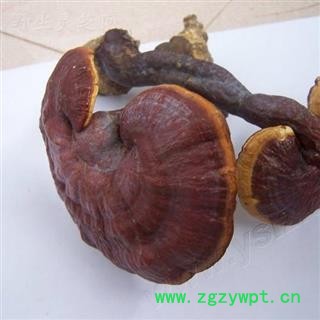 【录建药业】新货灵芝个1000克 产地直销 重在品质 过筛无杂质 味道浓郁 药劲十足  规格齐全 批发零售抓方打粉图4