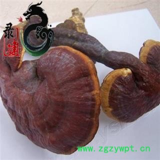 【录建药业】新货灵芝个1000克 产地直销 重在品质 过筛无杂质 味道浓郁 药劲十足  规格齐全 批发零售抓方打粉图2