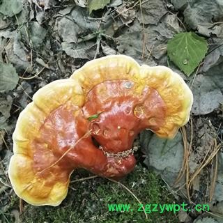 灵芝 长白山野生灵芝大中小产地直供 产地 吉林省白山市抚松县图3