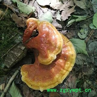 灵芝 长白山野生灵芝大中小产地直供 产地 吉林省白山市抚松县图2