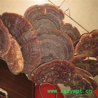 满99元全场包邮-野生灵芝海南野生无柄赤芝 统货产地直销灵芝图3