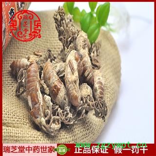 蝉花统货 金蝉花 正品饱满 别称-蝉蛹草 中药材 药典正品 蝉茸 冠蝉 胡蝉 螗蜩 唐蜩瑞芝堂产地直销 1000克一站购齐图4