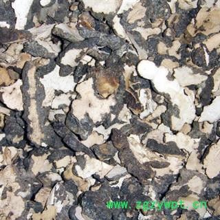 猪苓 猪苓统片 产地 河南省图2