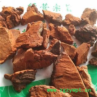 诺源药材行灵芝 松针层孔菌 东北灵芝图2