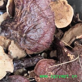 安祁名药灵芝   林下芝图2