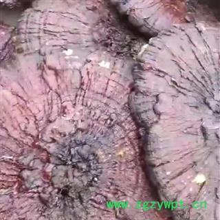 安祁名药正品灵芝摆件 大直径红灵芝图2