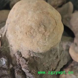 安祁名药缅甸野生桑黄  进口原生态 实物拍摄图2