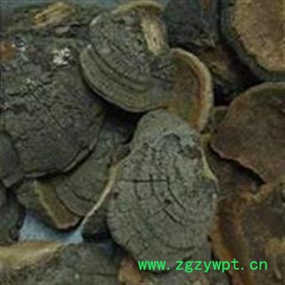 槐耳 今年新货 产地直销  产地 山东省图2