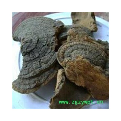 槐耳 今年新货 产地直销  产地 山东省