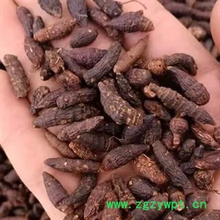 中药材香附 香附 香附 香附子 本品是天然新货无硫无熏蒸地道中药材 纯野生手工精选 安国中药材批发零售大全图3