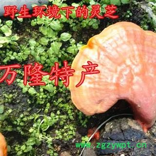 灵芝孢子粉 破壁灵芝孢子粉，产地直供假一赔十 产地 吉林省白山市抚松县图3