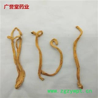 虫草花 虫草 金虫草 金虫草花 北冬虫草无硫选中药材批发图4