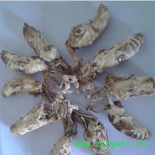 蝉蜕 金蝉花 统 产地 安徽省六安市金寨县 库图2