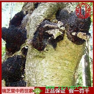 灵芝 桦褐孔菌 白桦茸  瑞芝堂产地直销1000克图3