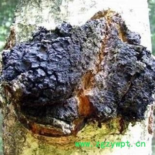 灵芝 桦褐孔菌 白桦茸  瑞芝堂产地直销1000克图4