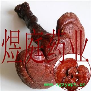 煜庭药业 灵芝 正品图4