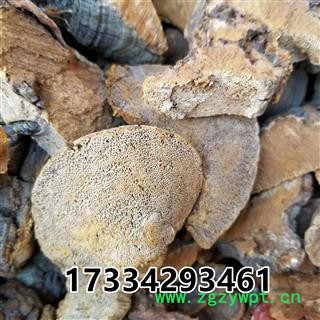 灵芝 松针层孔菌 松树桑黄 东北产 统货 松针层孔菌图2