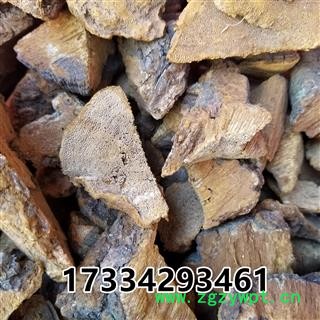 灵芝 松针层孔菌 松树桑黄 东北产 统货 松针层孔菌图3