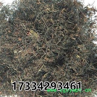 海藻 中草药材 海带花图2