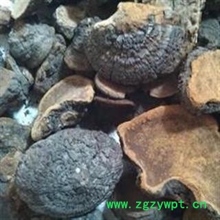 诺源药材行中药材优质菌藻槐耳 槐菌 槐蛾图2