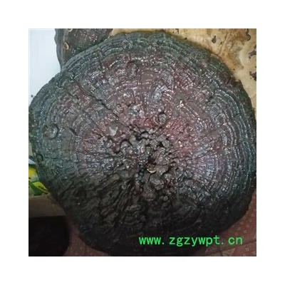 安祁名药灵芝 精品灵芝摆件 盆景