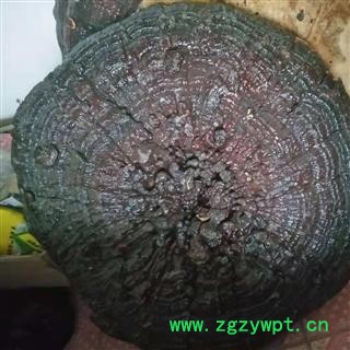 安祁名药灵芝 精品灵芝摆件 盆景图2