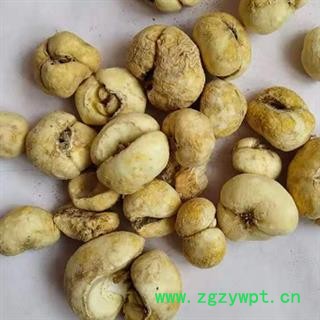 中药材贝母个 贝母片 正宗纯天然浙贝母  新货无流无添加 品质放心 安国中药材批发零售大全图3