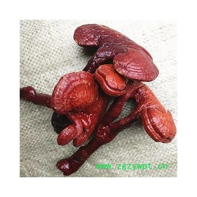 安祁名药灵芝 红灵芝 赤灵芝 实物拍摄新货批发