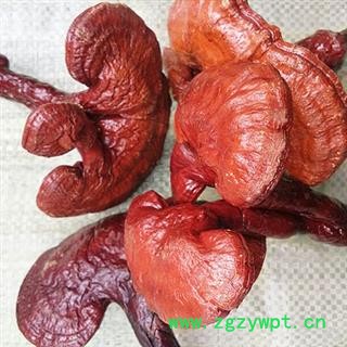 安祁名药灵芝 红灵芝 赤灵芝 实物拍摄新货批发图2
