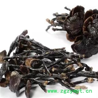 安祁名药 灵芝 野生竹灵芝图2