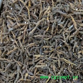 九节菖蒲 九节菖蒲水洗 产地 陕西省图2