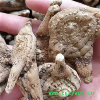 中药材白及白笈个贵州无硫白及 三叉白及 白及高粘度 安国市场中药材批发零售大全图2