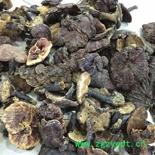 云南野生红灵芝/野生赤芝／红竹灵芝 纯天然无污染图2