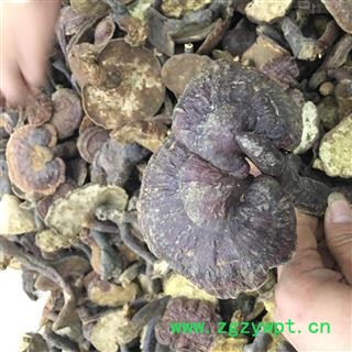 云南野生红灵芝/野生赤芝／红竹灵芝 纯天然无污染图3