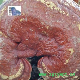 灵芝 红灵芝 挑选 实物拍照 品质保障 15日内无条件退换 国峰药业 重在品质 产地 安徽省图2