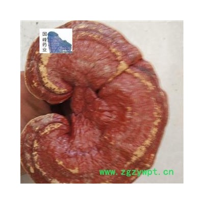 灵芝 红灵芝 挑选 实物拍照 品质保障 15日内无条件退换 国峰药业 重在品质 产地 安徽省