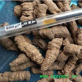 中药材巴戟天 巴戟肉大肉 中肉 小肉 广东产 需要什么规格去排  安国中药材批发零售大全图4