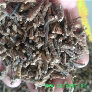 冬虫夏草 虫草断肉节 产地 西藏自治区图2