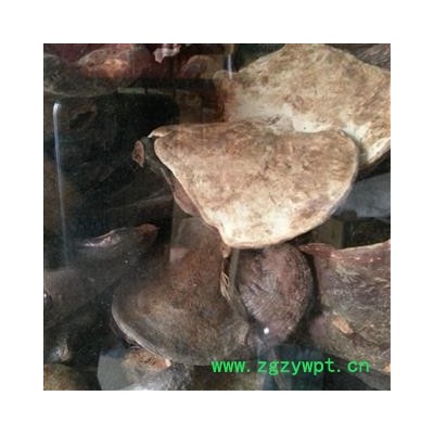 小丽百草行灵芝 西藏灵芝