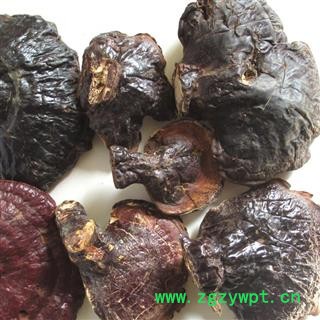 小丽百草行灵芝 西藏灵芝图2