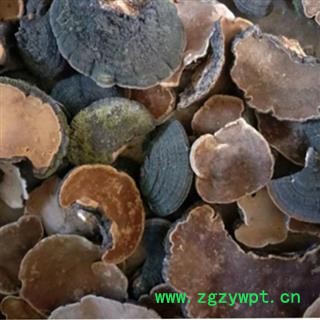 中药材桑黄东北桑黄 丁香层孔菌 暴马子丁香桑黄图2