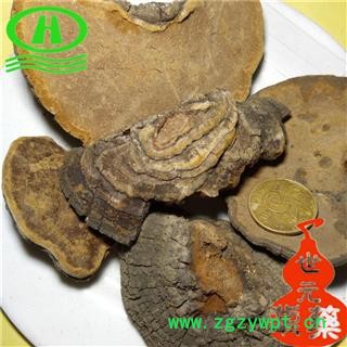 世元药业 桑黄 别称 槐耳 猢狲眼 桑耳 桑臣 桑黄菇 桑黄菰 梅树菌树蛇 木灵芝图2