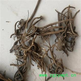 瑞森药材行大蓟根今年新货大蓟根 大蓟根 实物拍照图2