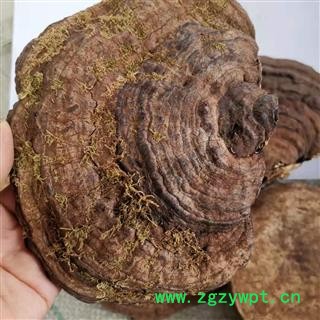 九盛堂中药材 树舌 赤色老母菌、白斑腐菌 皂角菌 扁木灵芝、扁芝图2