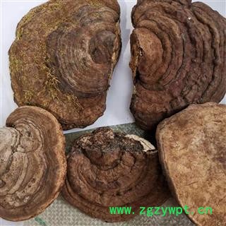 九盛堂中药材 树舌 赤色老母菌、白斑腐菌 皂角菌 扁木灵芝、扁芝图4