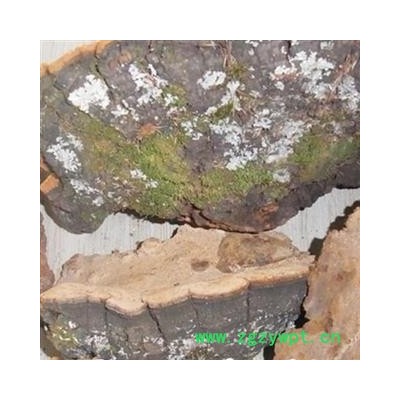 圣草康园中药材灵芝  松针层孔菌  松针灵芝