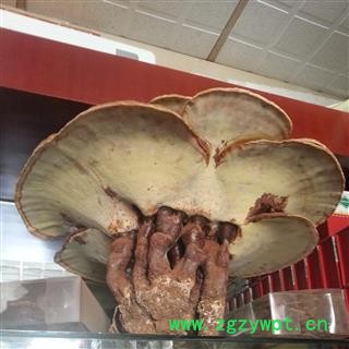 圣草康园灵芝 带底座灵芝 带孢子粉的 药用 观赏均可图3