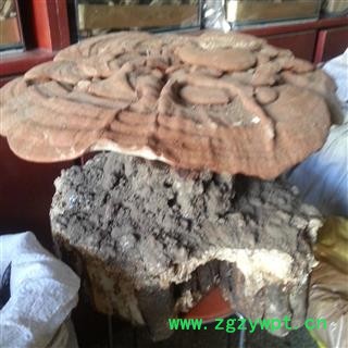 圣草康园灵芝 带底座灵芝 带孢子粉的 药用 观赏均可图2